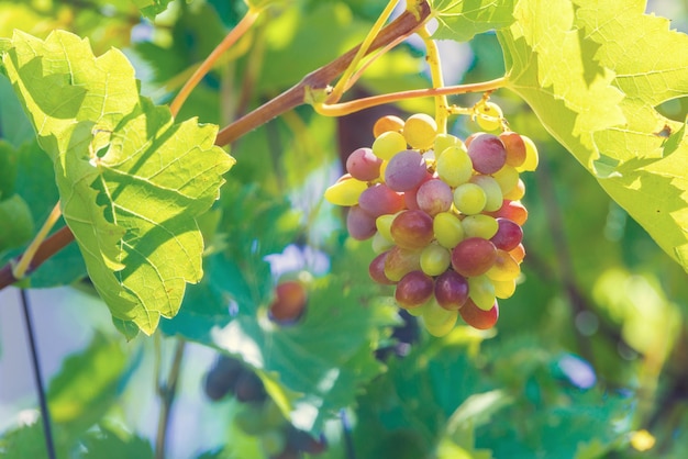 Weinberge bei Sonnenuntergang in der Herbsternte