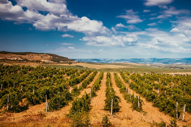 Weinberge im Flachland des Berges. Krim-Weinberge. Krim. Sommerlandschaft.