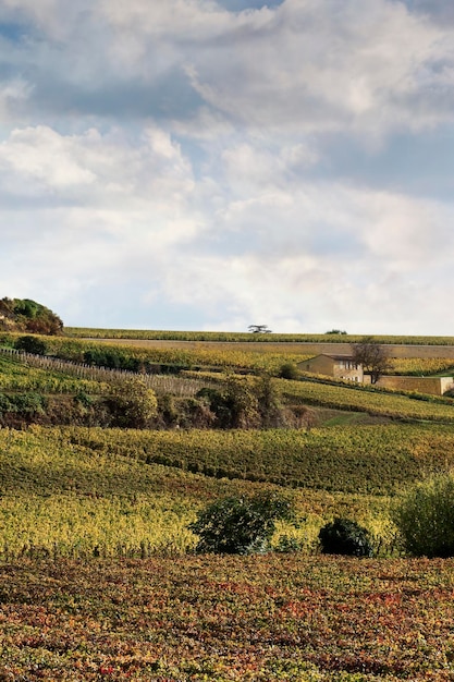 Weinberge im Herbst