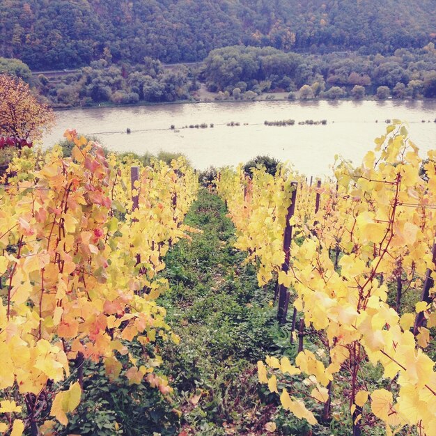 Foto weinberge im herbst