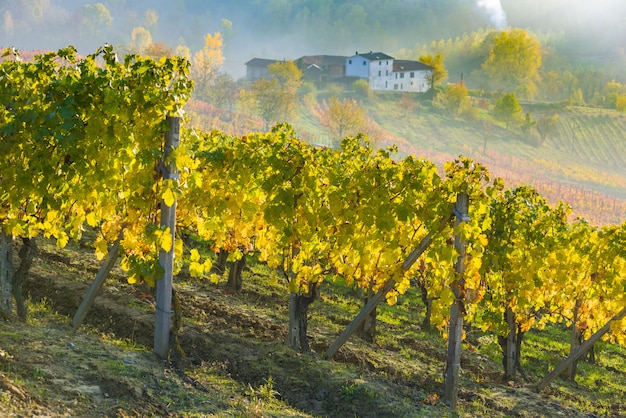 Weinberge im Piemont