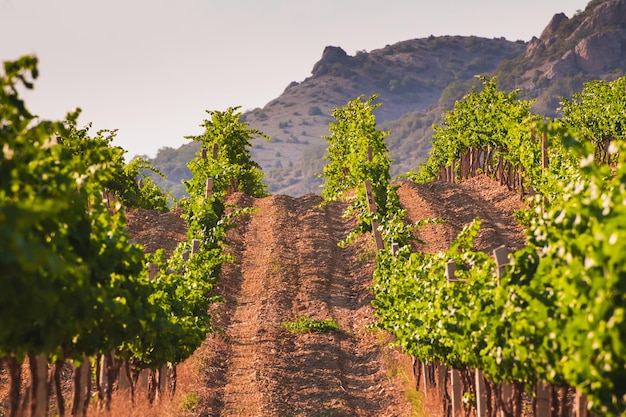 Weinberge in den Bergen. Schöne Sommerlandschaft. Krim, Russland