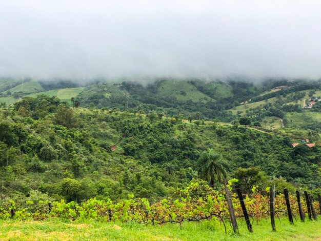 Weinberge in den Bergen während der bewölkten Regenzeit Weinreben in den grünen Hügeln