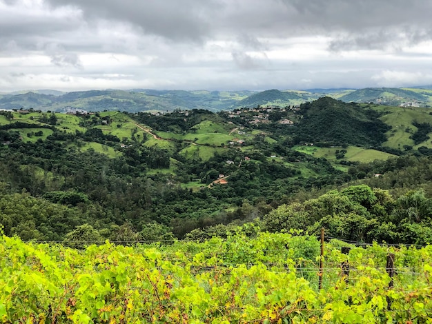 Weinberge in den Bergen während der bewölkten Regenzeit Weinreben in den grünen Hügeln