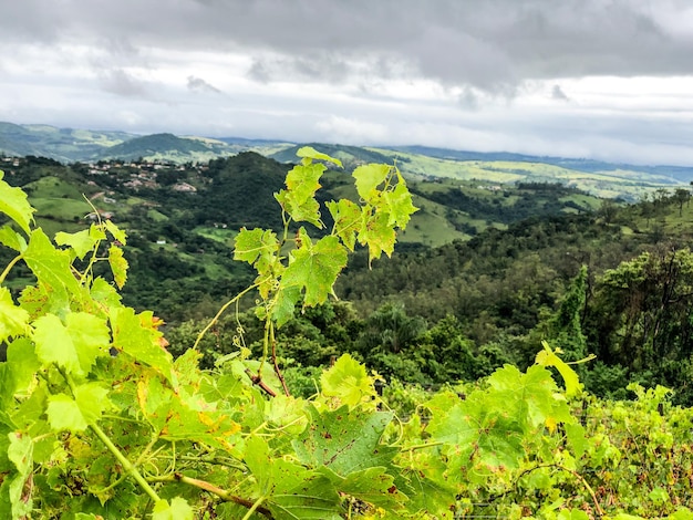 Weinberge in den Bergen während der bewölkten Regenzeit Weinreben in den grünen Hügeln