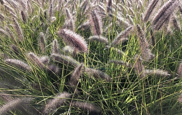 Foto weinberge in der champagne-region bei reims in frankreich