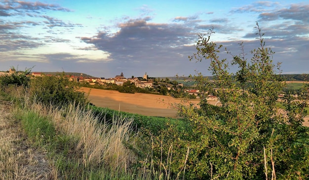 Foto weinberge in der champagne-region bei reims in frankreich