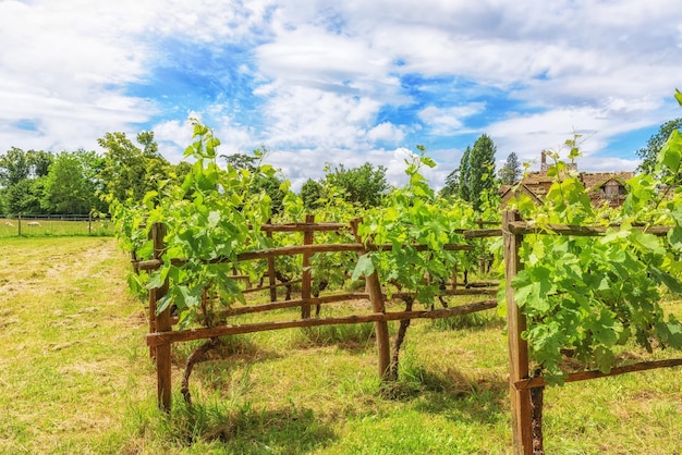 Weinberge in der französischen Landschaft an einem sonnigen Tag