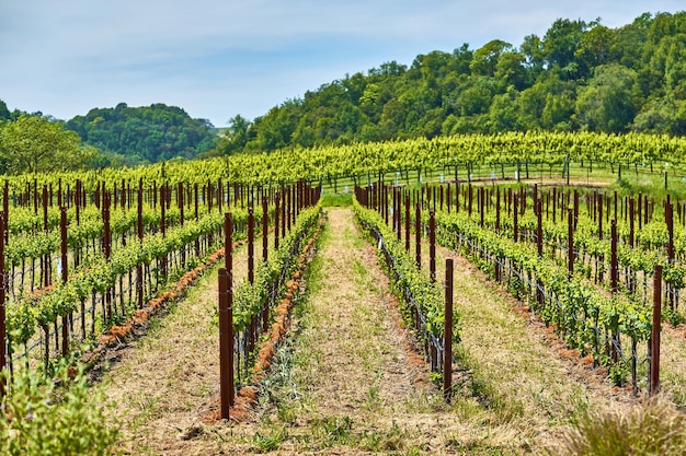 Weinberge in Kalifornien USA