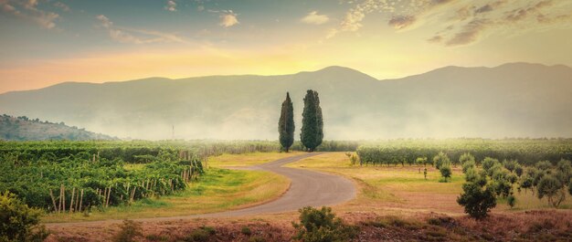 Weinberge in Montenegro