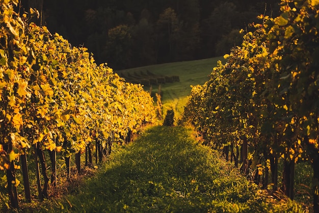 Weinberge reihen sich in Slowenien