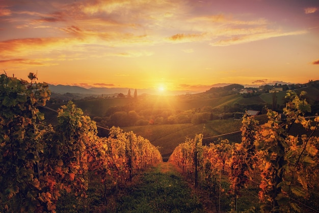 Weinberge reihen sich in Slowenien