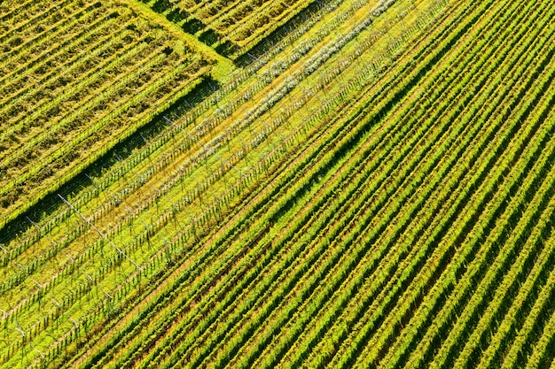 Weinberge von oben