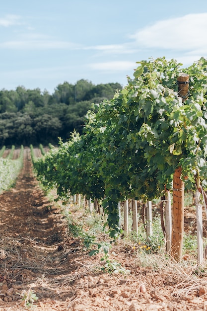 Weinbergfeld in Südfrankreich