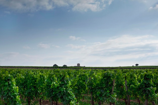 Weinberglandschaft im Sommer