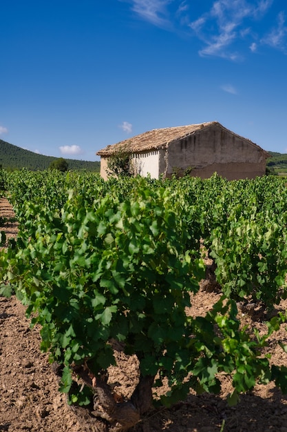 Weinberglandschaft.