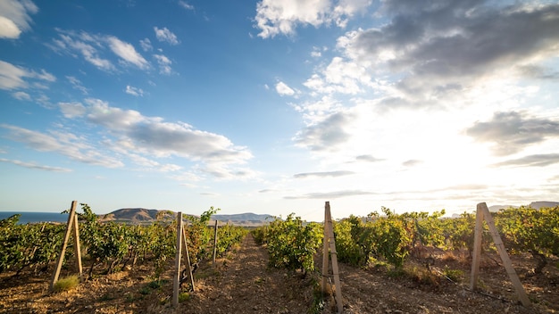 Weinbergplantage an einem sonnigen Tag