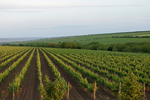 Weinbergplantage im Sommer. Grün wachsende Rebe, die von Büschen gebildet wird.