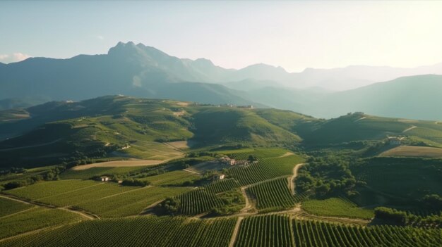 Weinbergplantage Weinanbau in Italien Frankreich Spanien Sonniger Tag Traubensträucher Berge