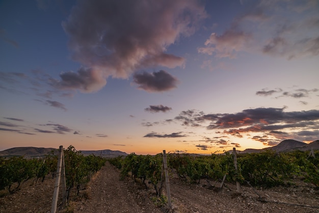 Weinbergplantagen unter dem blau-violetten Sonnenuntergangshimmel