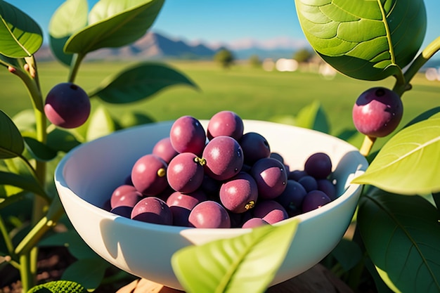 Weinbergreben Wein Wein Obst Tapete Hintergrund schöne Umgebung Landschaft