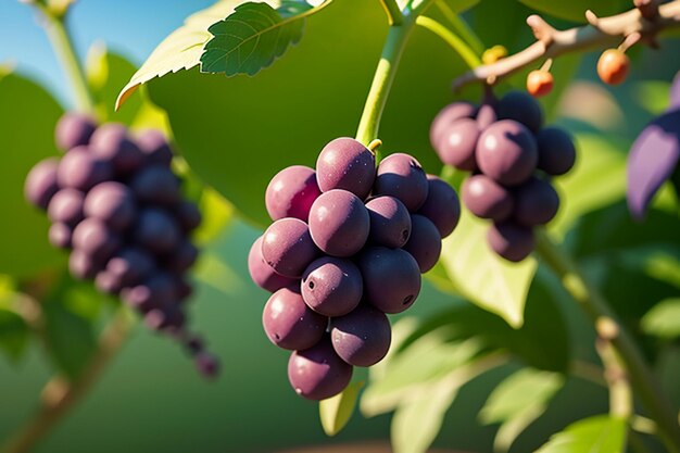 Weinbergreben Wein Wein Obst Tapete Hintergrund schöne Umgebung Landschaft