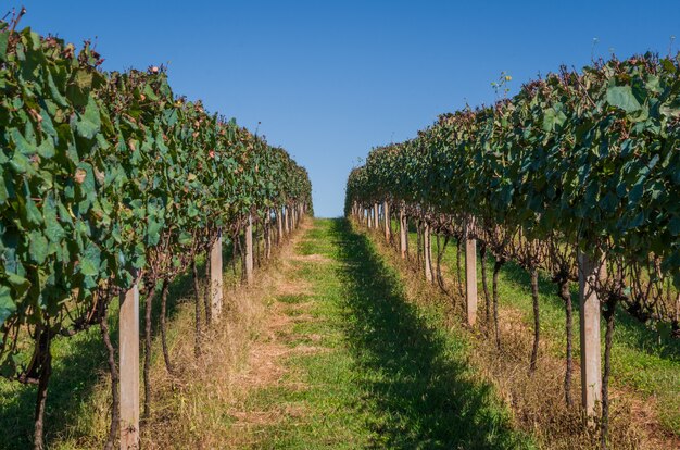 Weinbergtäler in Brasilien