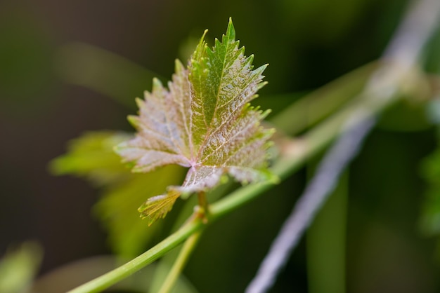 Weinblätter im Hausgarten