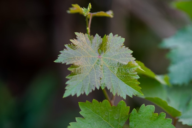 Weinblätter im Hausgarten