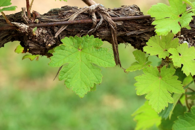 Foto weinblätter im weinberg