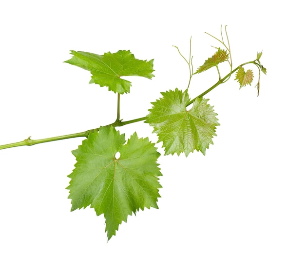 Weinblätter Weinzweig mit Ranken isoliert auf weißem Hintergrund Beschneidungspfad Grüner Zweig der Weinrebe