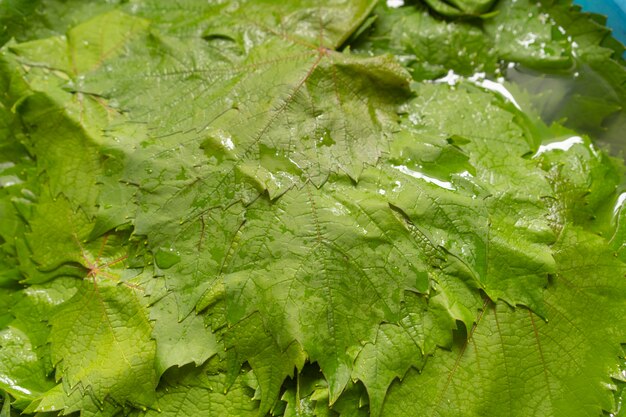 Weinblätter zum Kochen von Dolma