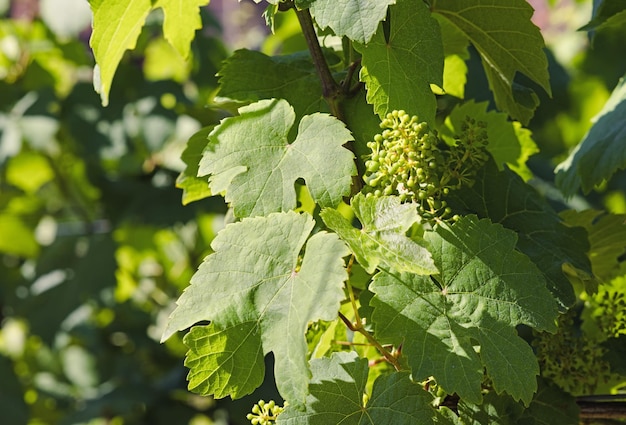 Weinblatt und kleine Trauben