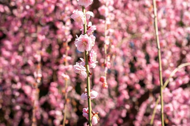 Weinende Pflaumenblüte im Frühling im Garten Close-up von rosa Blütenblättern mit Bokeh-Hintergrund