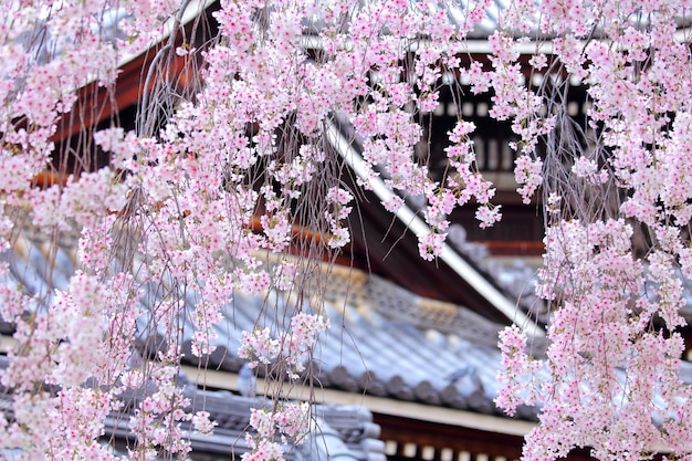 Weinender Sakura-Baum mit japanischem Tempel