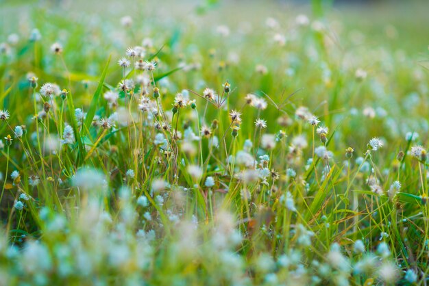 Weinleseblumenfoto im Sonnenuntergang