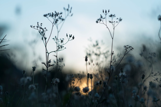 Weinleseblumenfoto im Sonnenuntergang