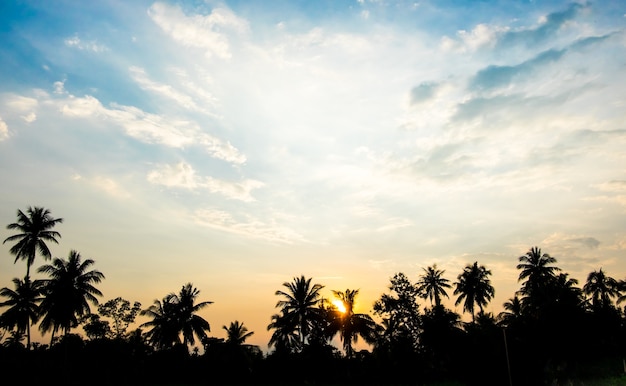 Weinlesefilter: Schattenbildlandschaft des Kokosnussbaums, tropische Sonnenuntergangszene in Thailand