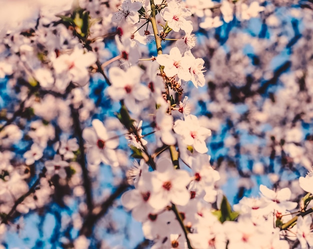 Weinlesekirschblumen in der Blüte bei Sonnenaufgang als Naturhintergrund für Frühlingsferien entwerfen Blumentraumgarten