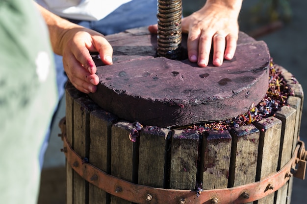 Weinpresse mit rotem Most und spiralförmiger Schnecke. Die Hände des Winzers hautnah.