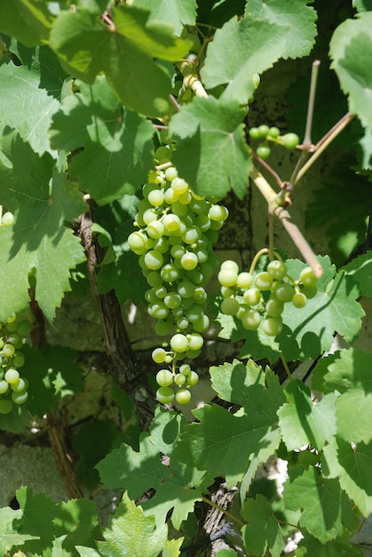 Weinrebe auf dem Land