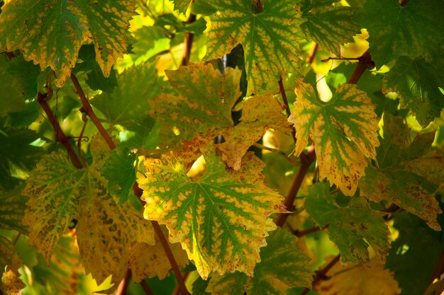 Weinrebe hinterlässt Hintergrund