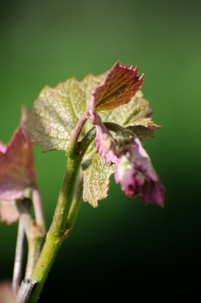 Weinrebe in Blüte und Knospen