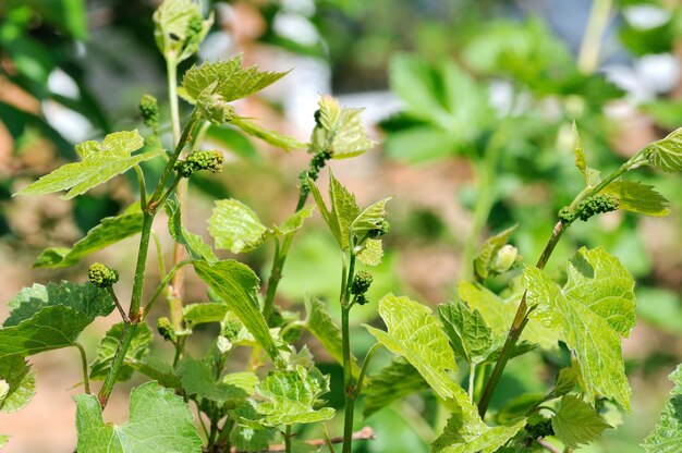 Weinrebe in Blüte und Knospen