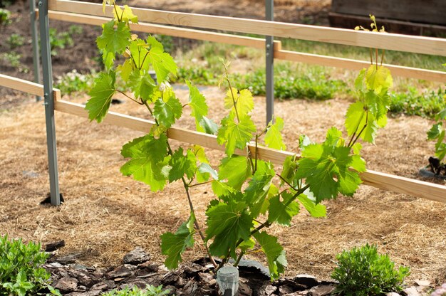 Weinrebe sprießt junge Traubensämlinge im Frühjahr in der Gemüsegarten-Gartenbau-Ernte