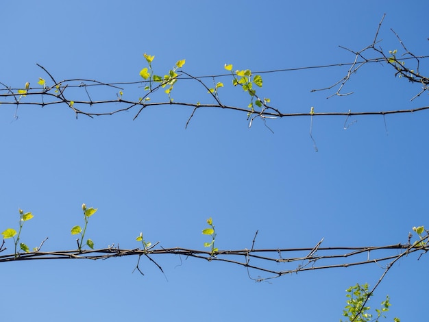 Weinreben gegen den Himmel Kletterpflanzen Trauben im Frühjahr