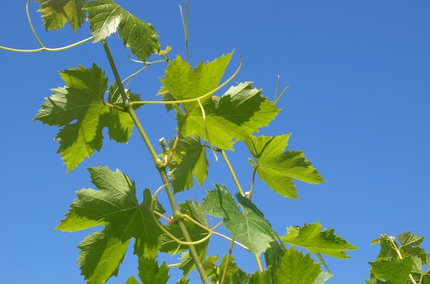 Weinrebenpflanze Vitis vinifera