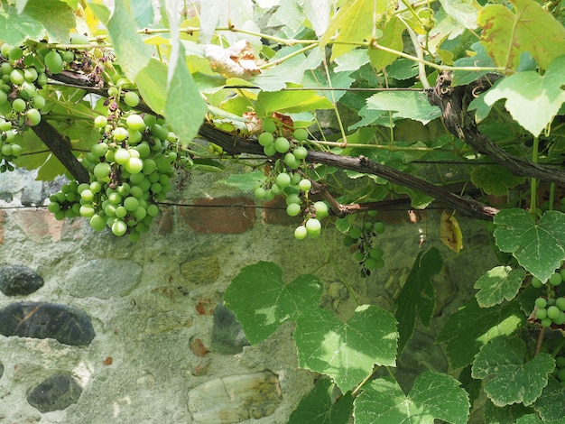 Weinrebenpflanze (Vitis vinifera)