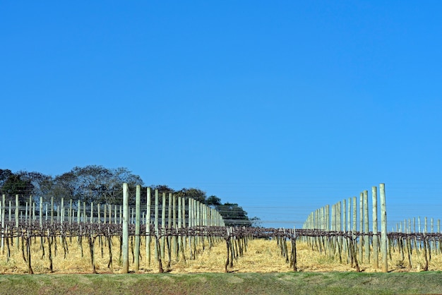 Weinrebenplantage in der Ruhezeit