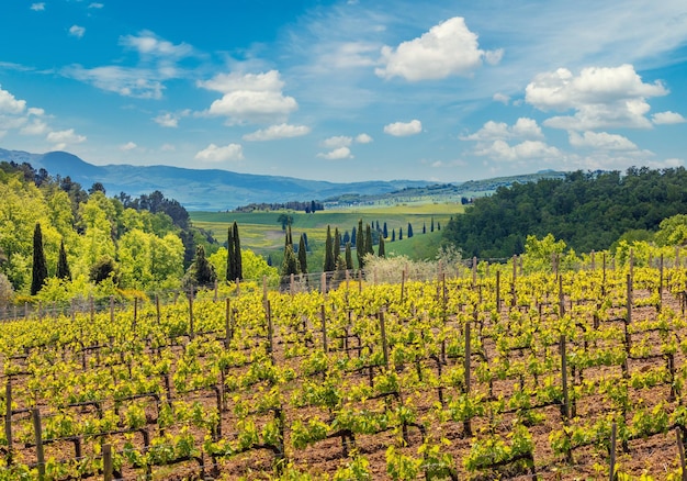 Weinrebenplantage Schöne Landschaft der Toskana Bergtal mit blauem Himmel Italien Europa